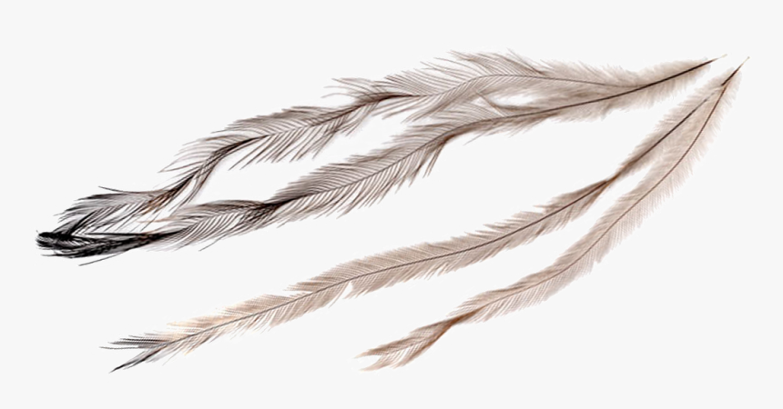 Emu Feathers Clipart, HD Png Download