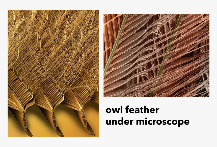 Chaise Lounge Inspired By Owl S Feather - Microscopic Owl Feather, HD Png Download