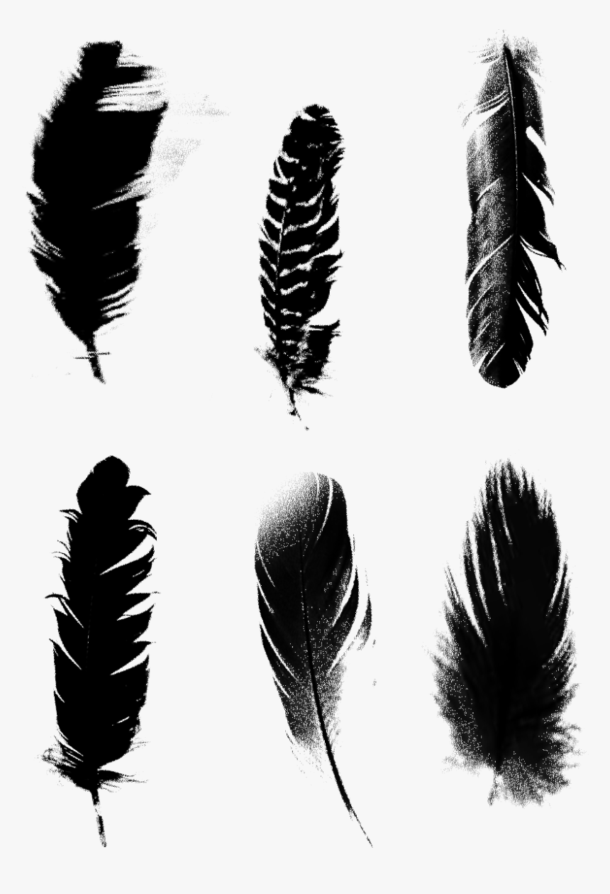 Black Feathers Commercial Minimalist Png และ Psd - Transparent Vector Feather Png, Png Download