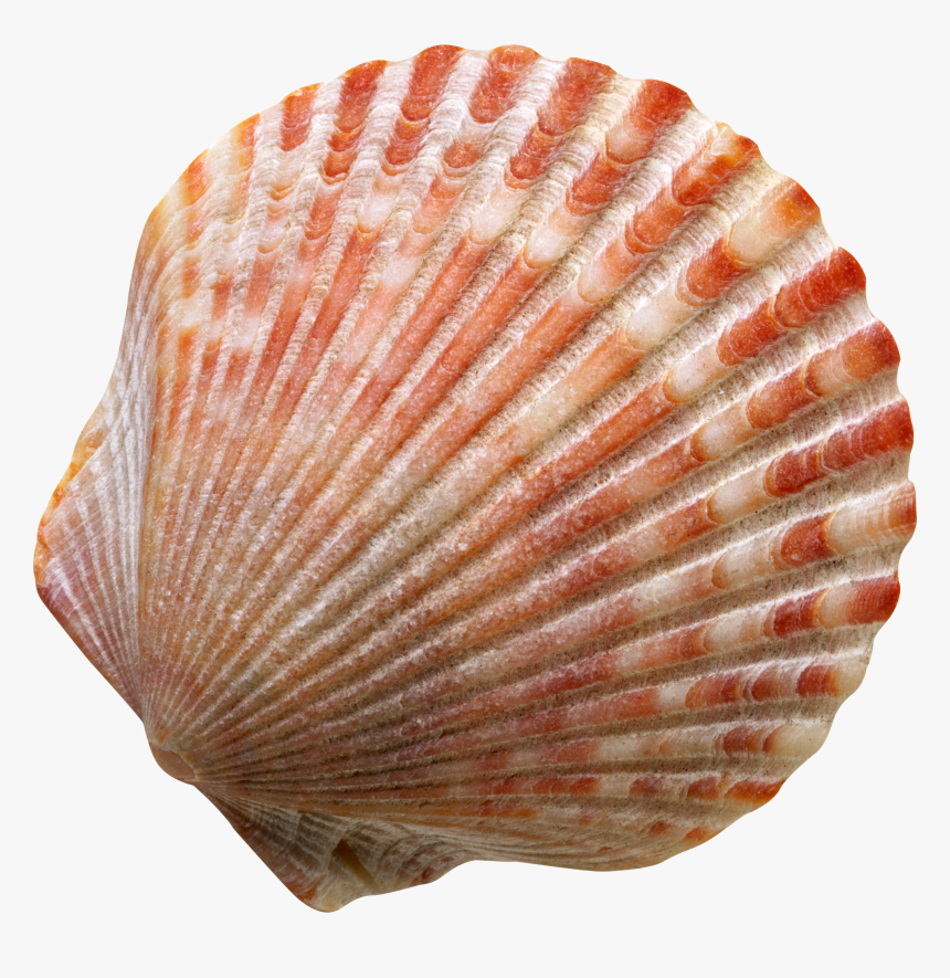 Seashell Png, Transparent Png
