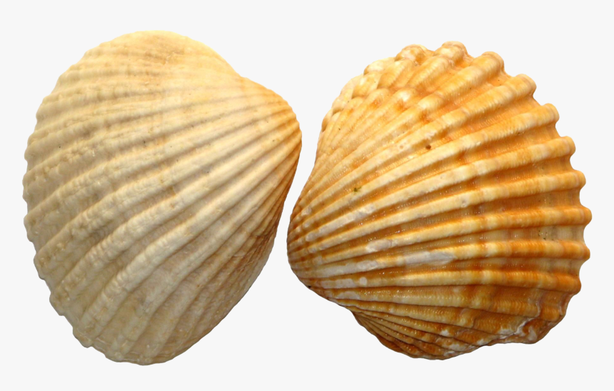 Seashell Royal Dutch Shell Clip Art - Seashell Png, Transparent Png