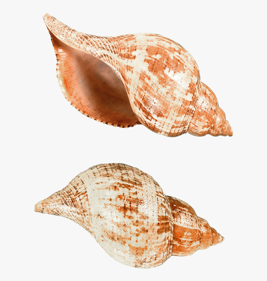 37129 - Deniz Kabuğu Png, Transparent Png