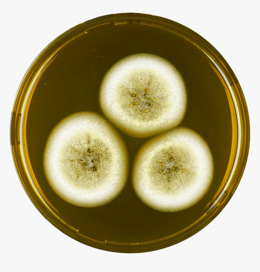 Aspergillus Olivicola Meaox - Fruit, HD Png Download