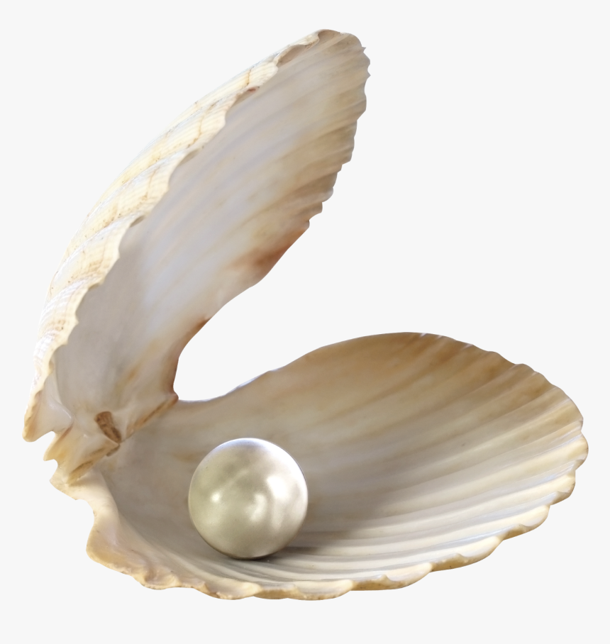Seashell Desktop Wallpaper Clip Art - Seashell Png, Transparent Png