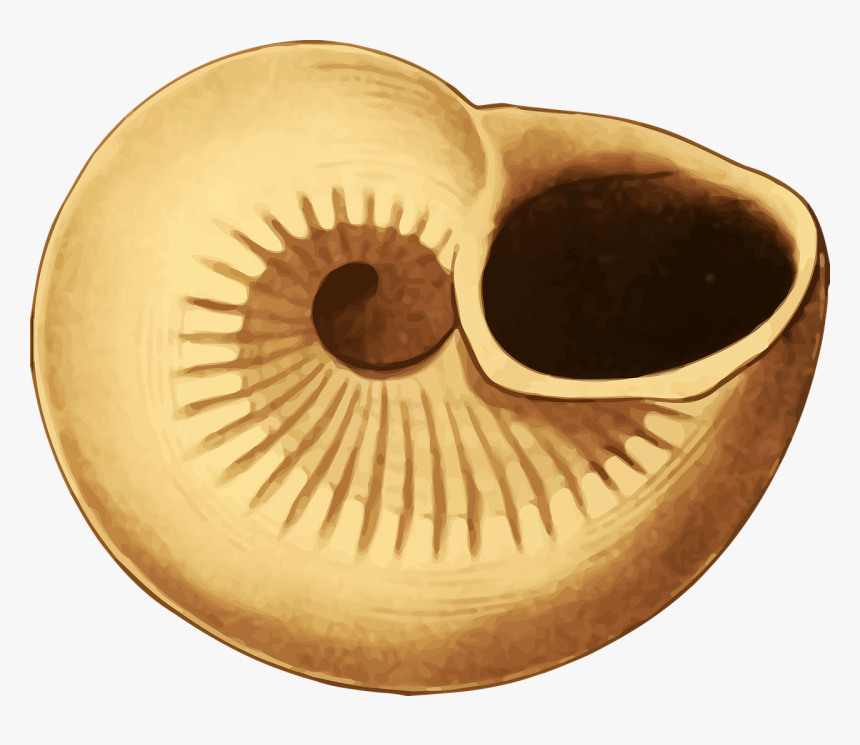 สัตว์ ทะเล การ์ตูน หอย, HD Png Download