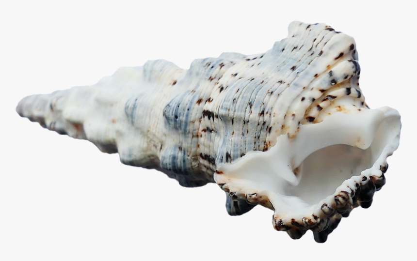 Seashell, HD Png Download
