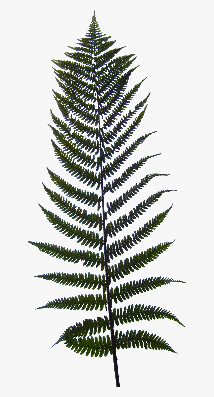 Ostrich Fern, Hd Png Download , Png Download - Fern Texture, Transparent Png