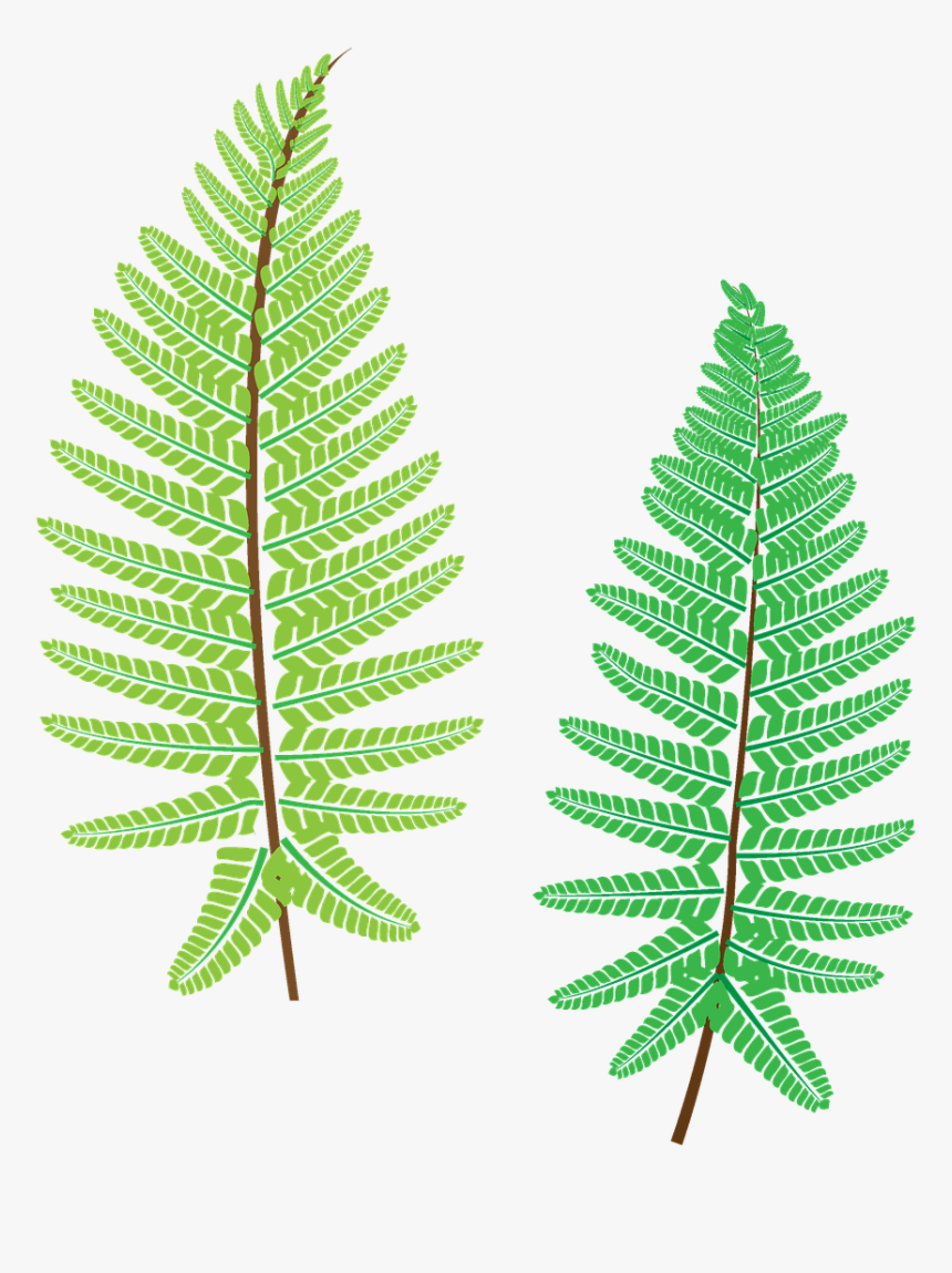 Fern, Plant, The Leaves, Forest, Nice, Fresh - Ostrich Fern, HD Png Download