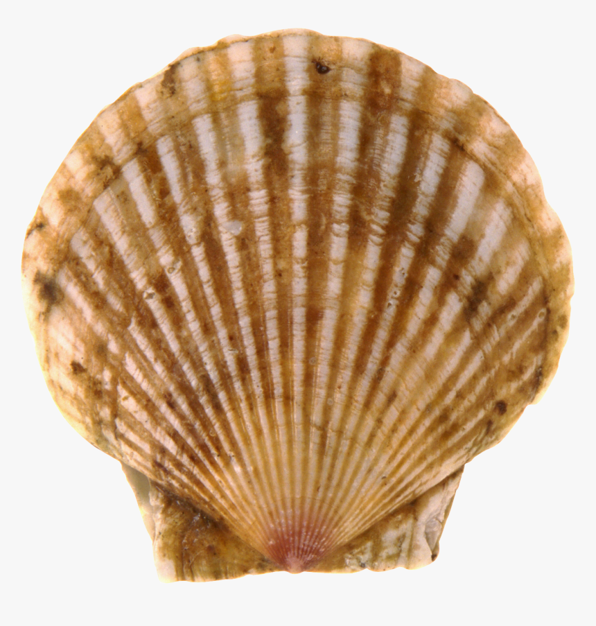 Seashell Png - Scallops Png, Transparent Png