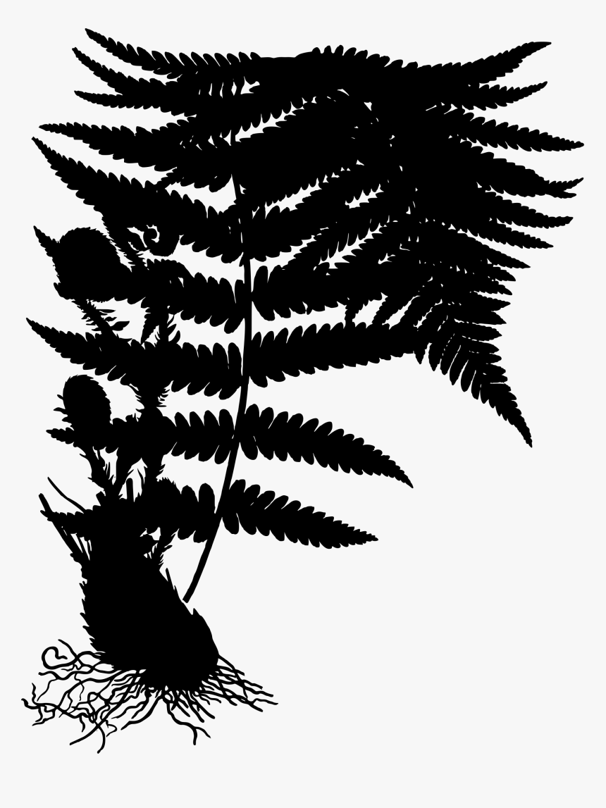Dryopteris Filix Mas, HD Png Download