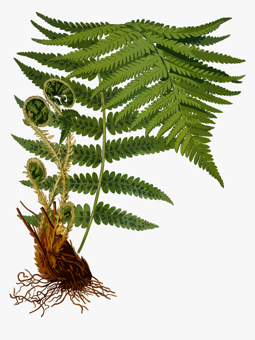 Dryopteris Filix Mas, HD Png Download