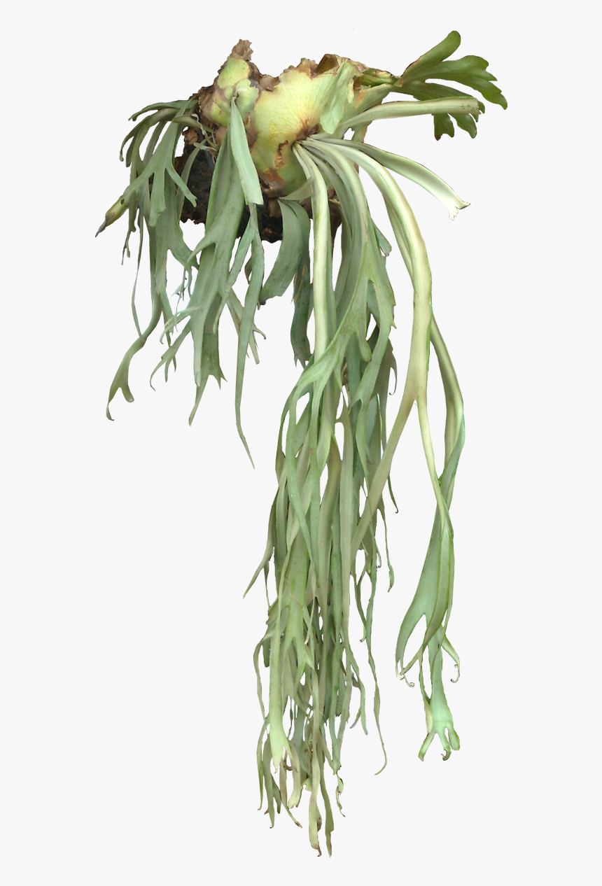 Air Plants Transparent Background, HD Png Download