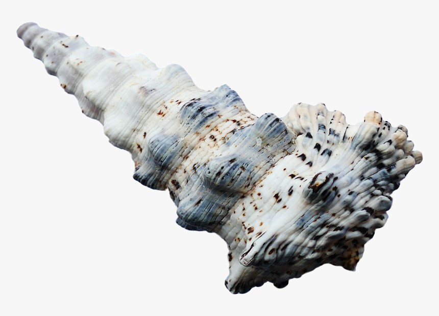 Seashell, HD Png Download