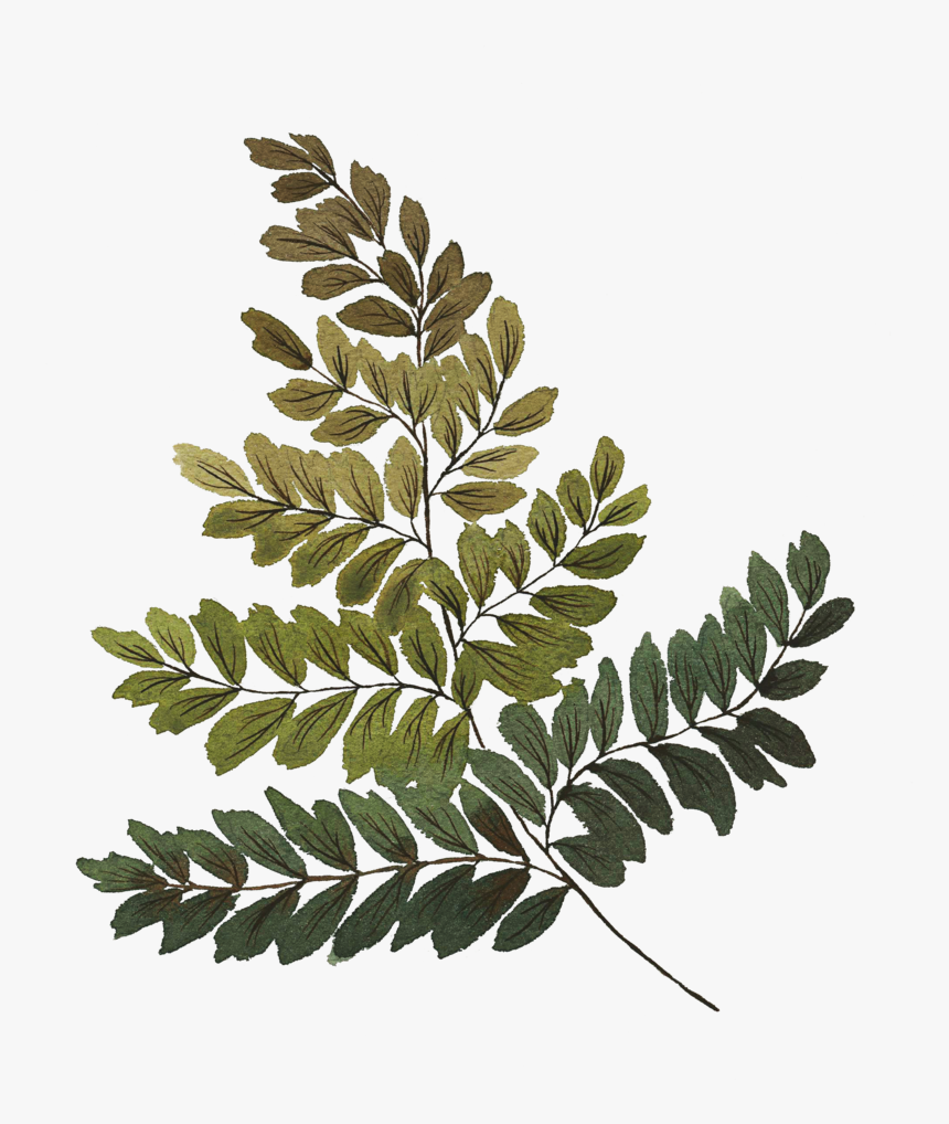 Fern , Png Download - Gambel Oak, Transparent Png
