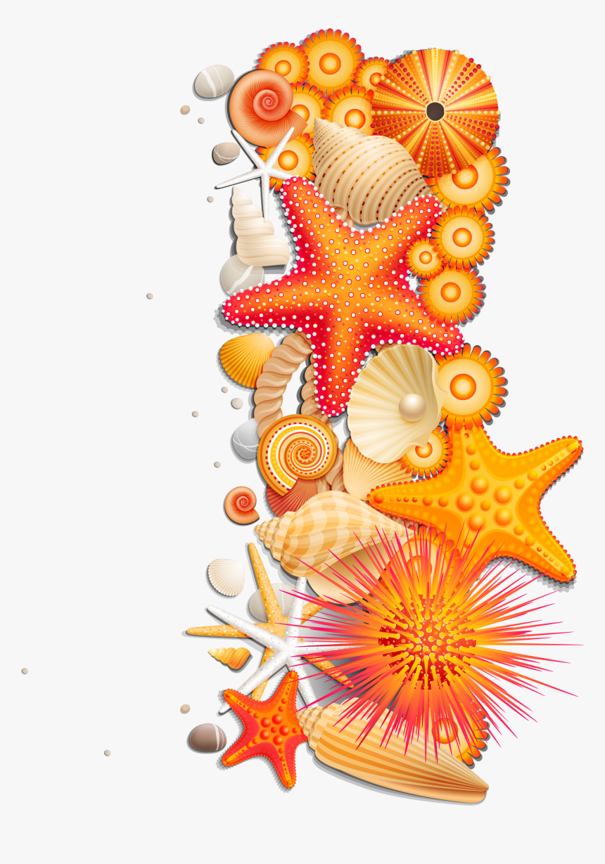 Sea Stars Shells Png, Transparent Png