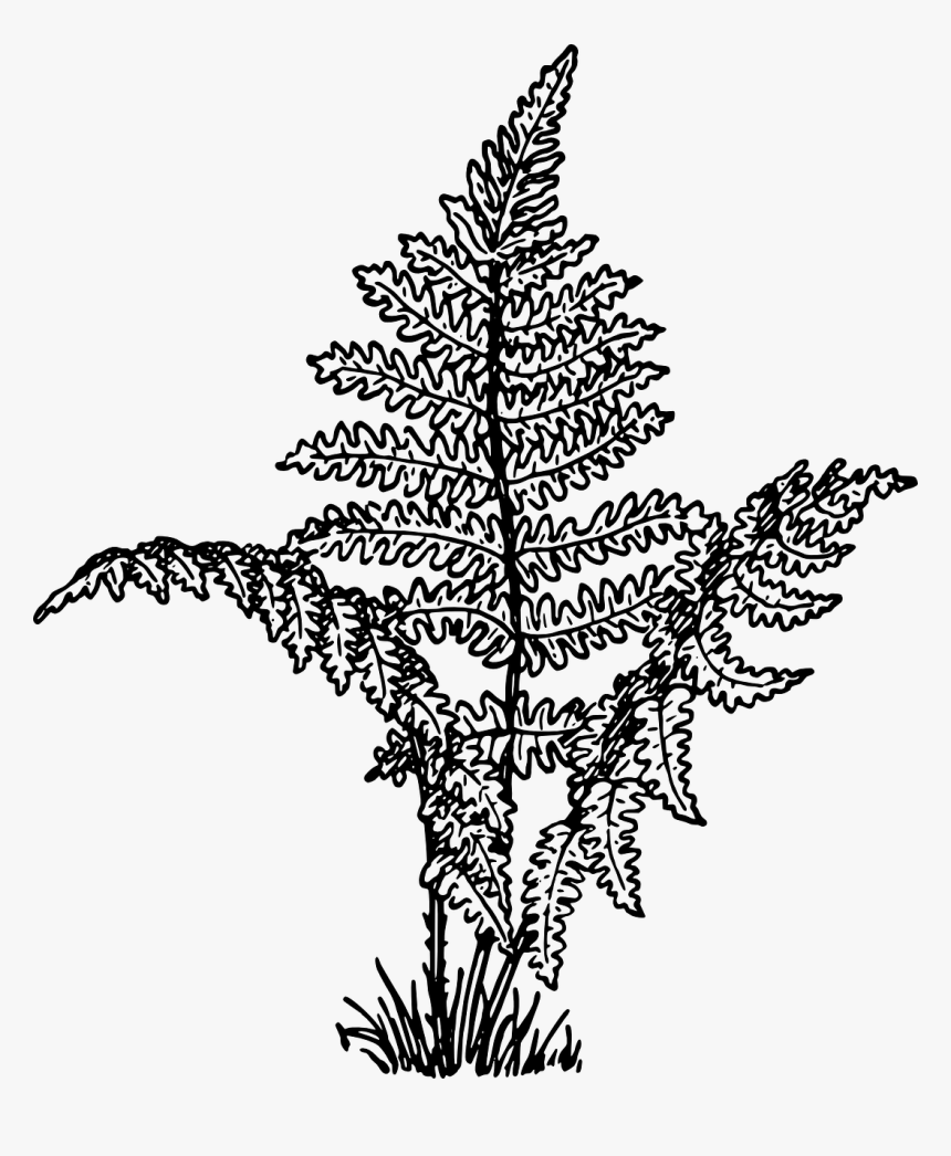 Ferns Vascular Plants Leaves Png Image - Fern Plant Clipart Black And White, Transparent Png