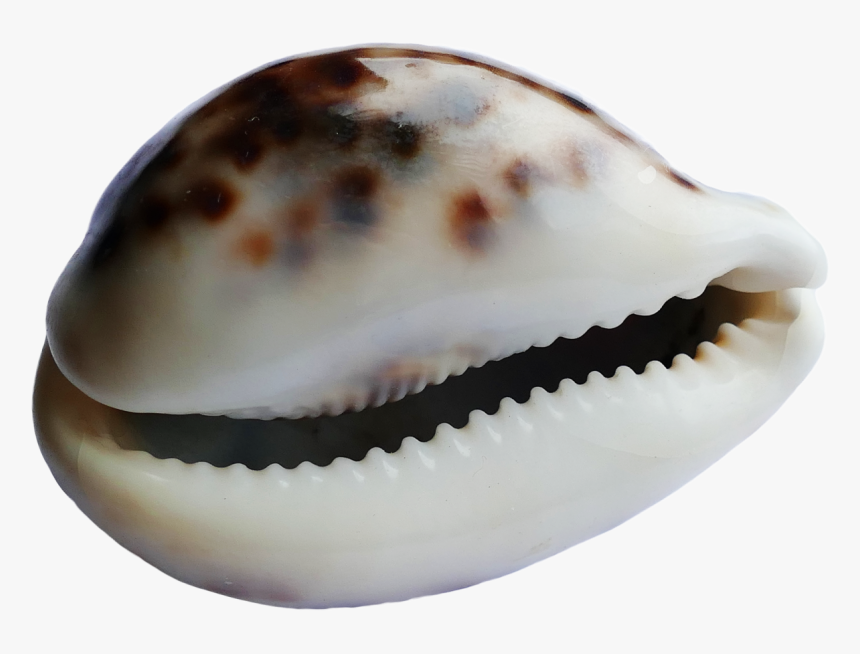 37117 - Buzio Png, Transparent Png