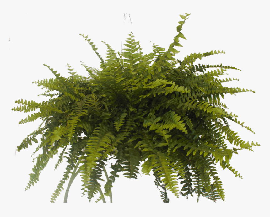 Cypress Family, HD Png Download