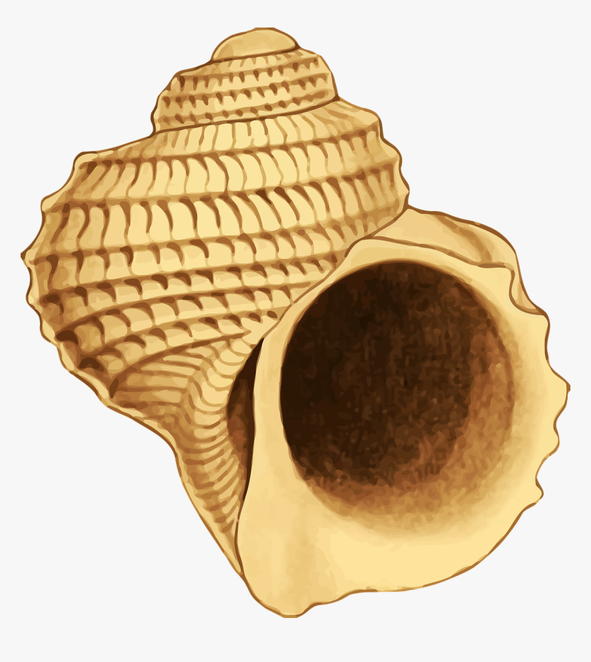 Seaside Shell, HD Png Download