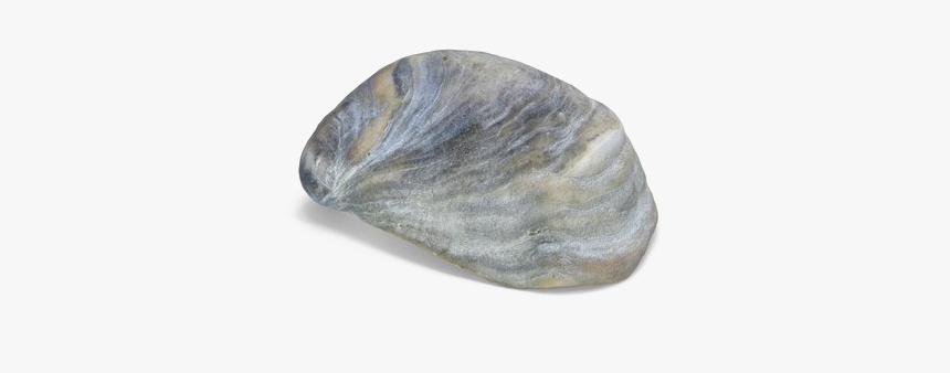 Seashell Download Transparent Png Image - Sea Shell Png, Png Download