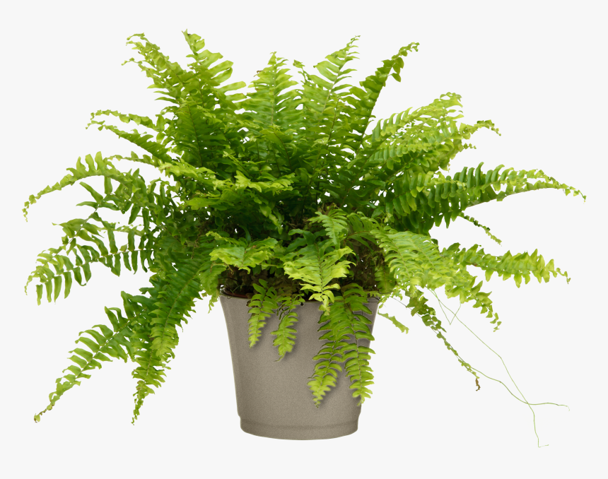 Air Purifier Boston Fern For Home-office - Nephrolepis Exaltata Bostoniensis Pot, HD Png Download