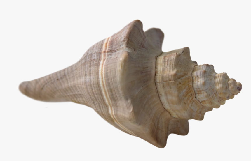 Seashell, Shell, Beach, Sea, Nature, Ocean, Sand, Water - Sea Shell Transparent Background, HD Png Download