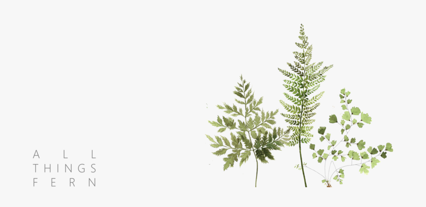 Fern Clipart Tropical Fern - Horsetail, HD Png Download
