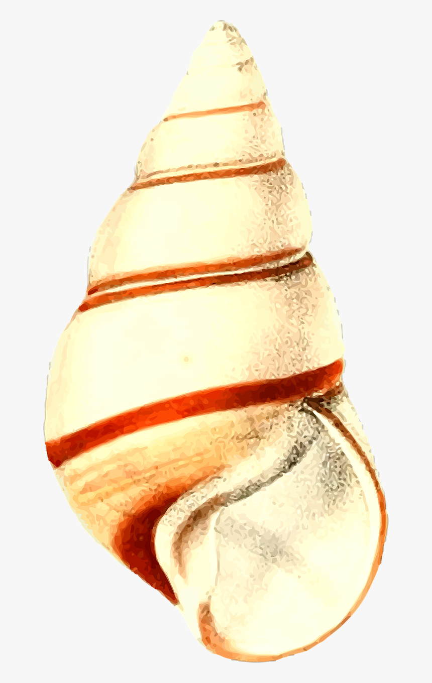 Seashell, HD Png Download