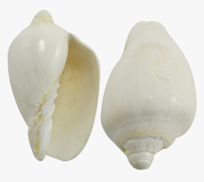 Voluta Nobilis White Seashell 3-4 - White Sea Shell Png, Transparent Png