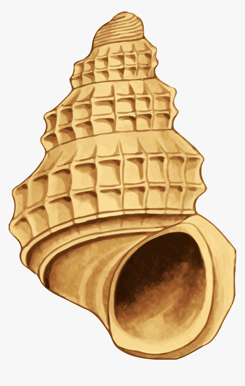 Sea Shell 39 Clip Arts - Seashell, HD Png Download