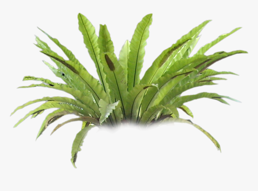 Tree Fern Png , Png Download - Fern Tree Png, Transparent Png