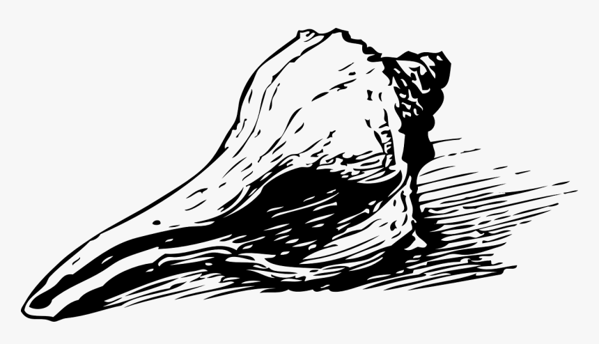 Seashell Svg Clip Arts - Seashell Clip Art, HD Png Download