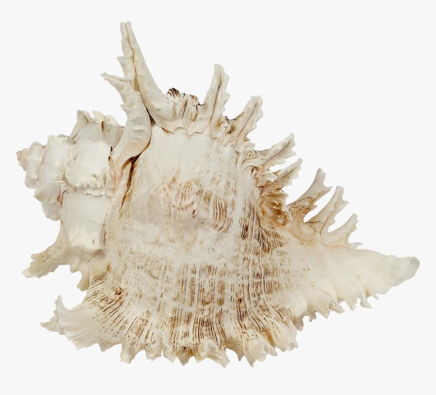 Multiramosus Murex Shell 9-10 - Conch, HD Png Download