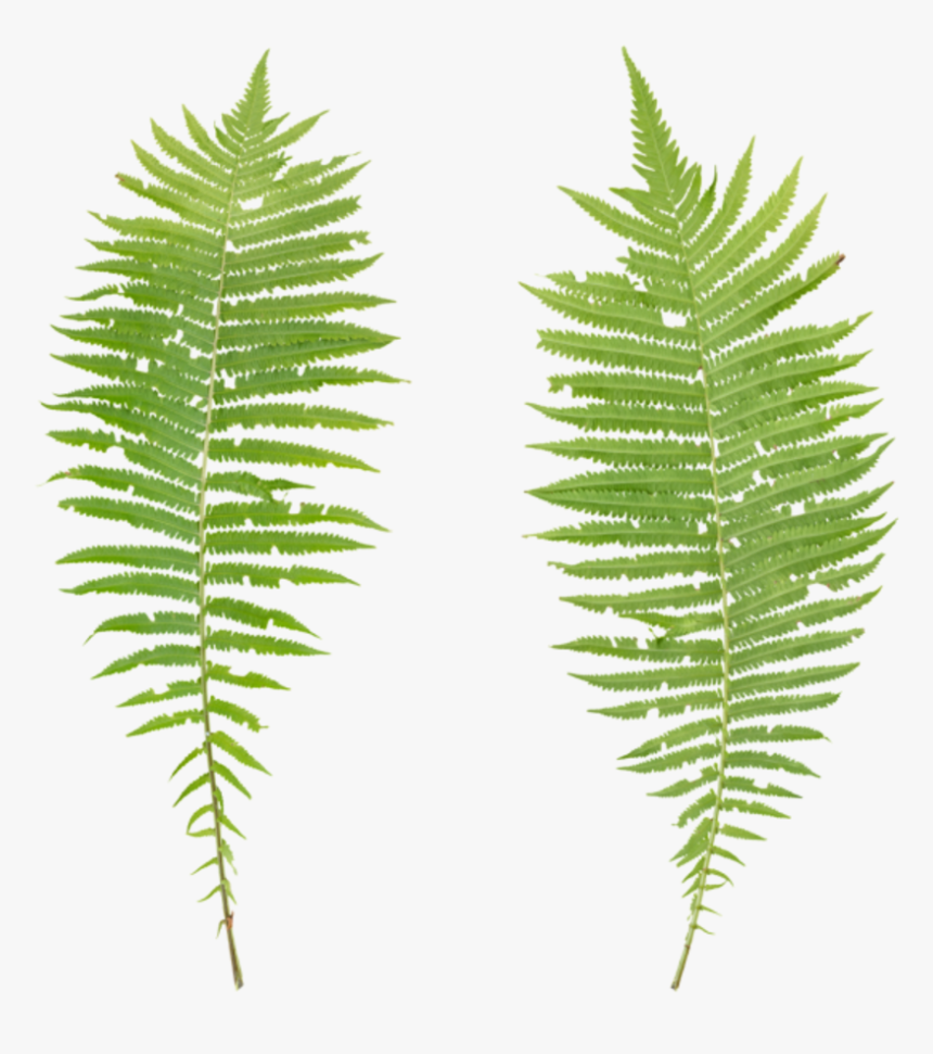 Transparent Fern Texture, HD Png Download