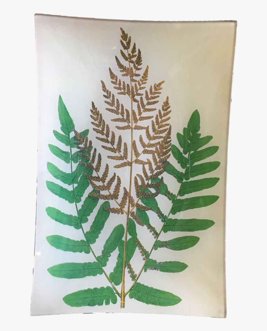 Osmunda Regalis, HD Png Download