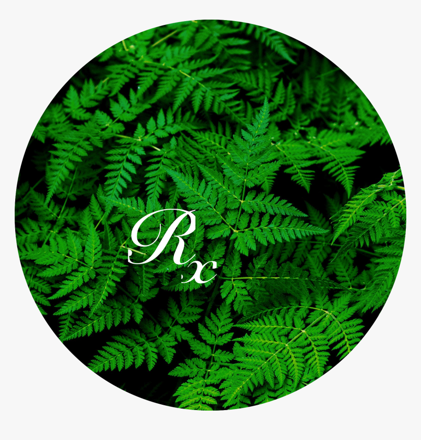 Fern Rx Png, Transparent Png