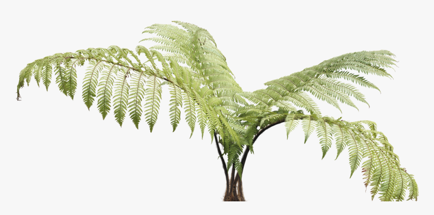 Cape Rush Plant Photoshop, HD Png Download