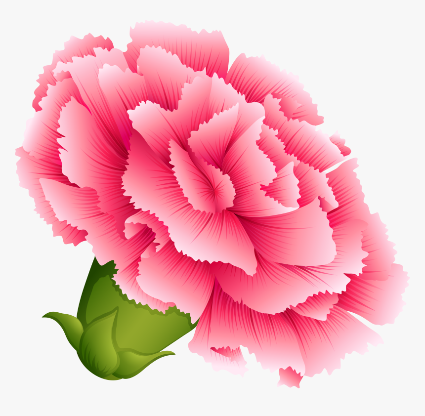 Transparent Flower Clipart Png - Carnation Clipart Png, Png Download