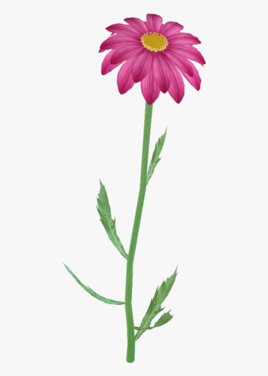 Flower Clipart Png, Purple Daisy, Pink Flowers, Flower - Flower On A Steam Clipart, Transparent Png