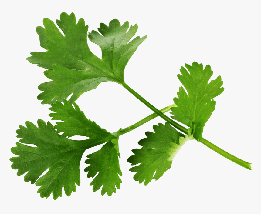 Pot Leaf Png - Parsley Png, Transparent Png