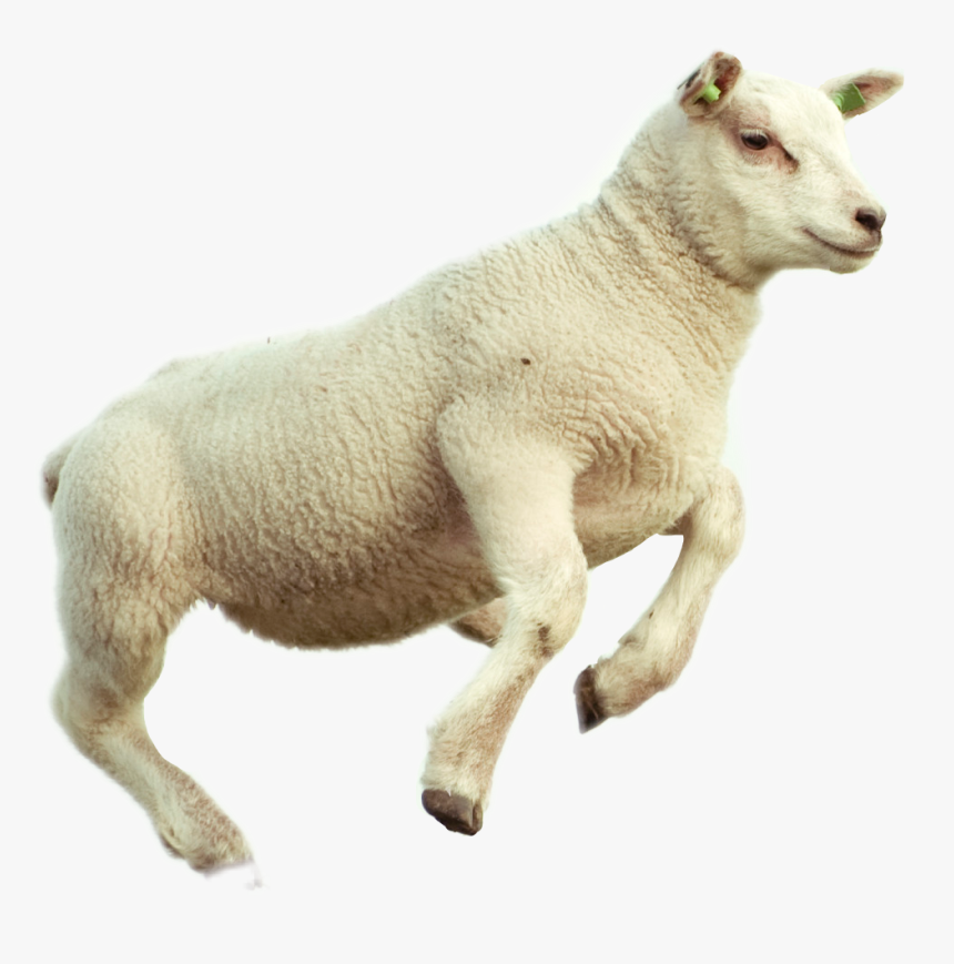 #freetoedit #lamb #sheep #jump, HD Png Download