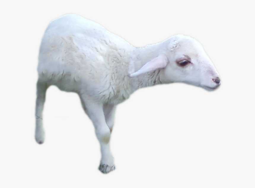 Go To Image - Sheep, HD Png Download