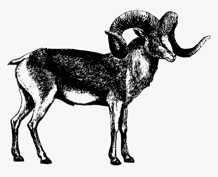 Sheep,wildlife,cattle Like Mammal - Marco Polo Sheep Png, Transparent Png