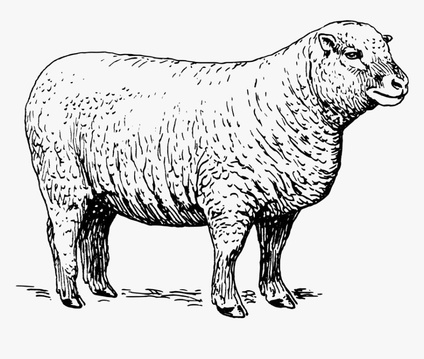 Sheep Svg Clip Arts - Sheep Black And White, HD Png Download