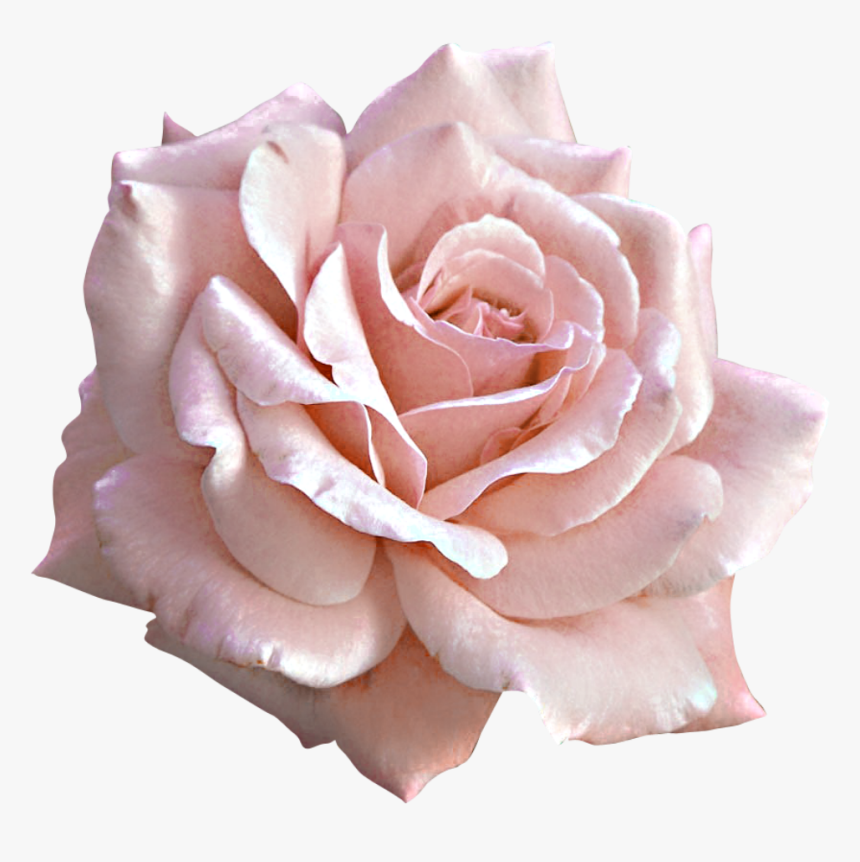 Pink Rose Png Transparent, Png Download