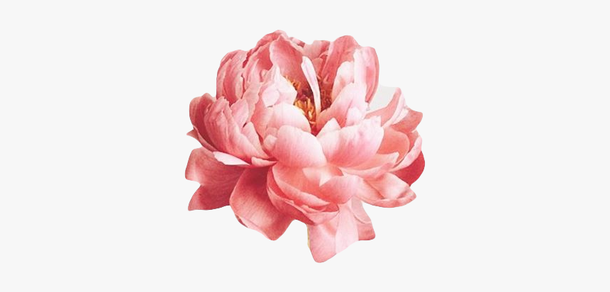 Tags - - Pink Flower For Edits, HD Png Download