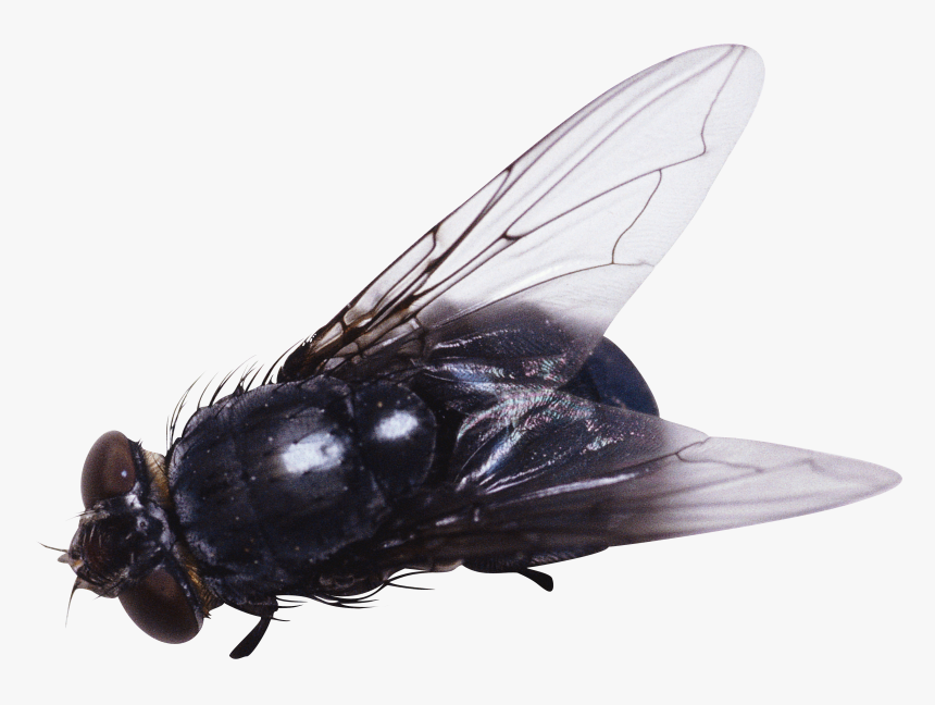 Fly Png Image - Fly Png, Transparent Png