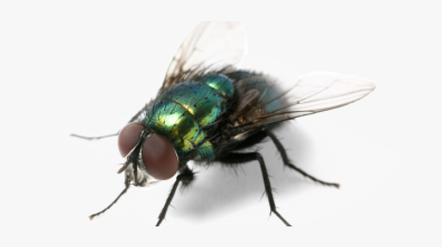 Green Fly Png Clipart Background - It's Almost Summer And All The Annoying Creatures Are, Transparent Png