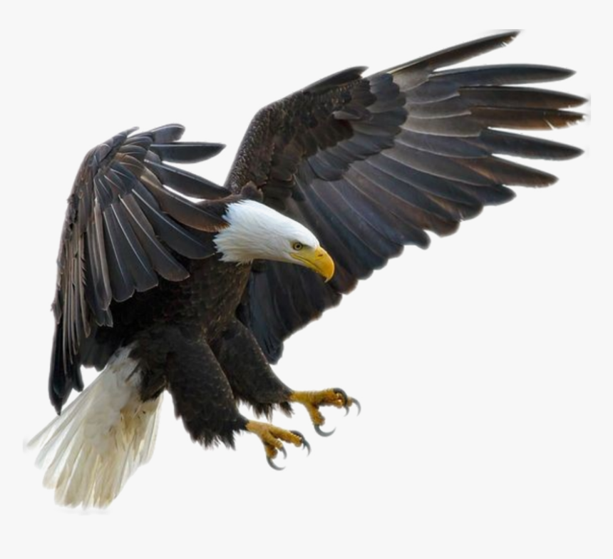 Eagle Fly Png - Bald Eagle Transparent, Png Download