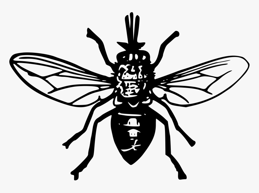 Tsetse Fly 2 Clip Arts - Black Fly Clipart, HD Png Download